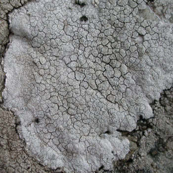 Lecanora rupicola